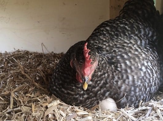 En paillage pour les animaux Avicole bovins equins