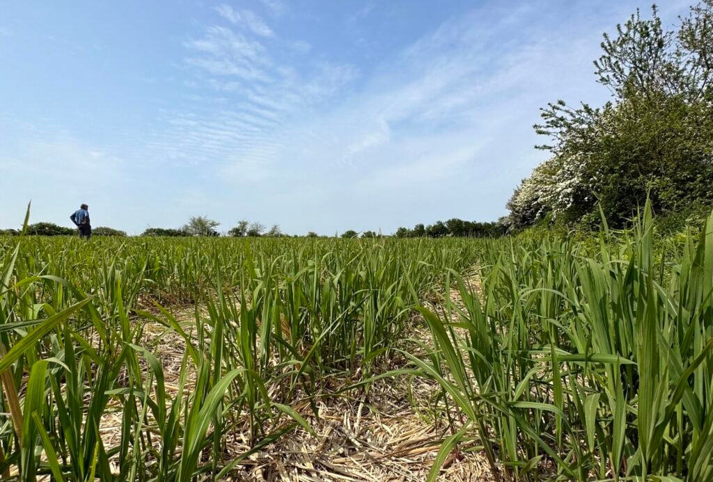 Miscanthus en repousse au mois de Mai