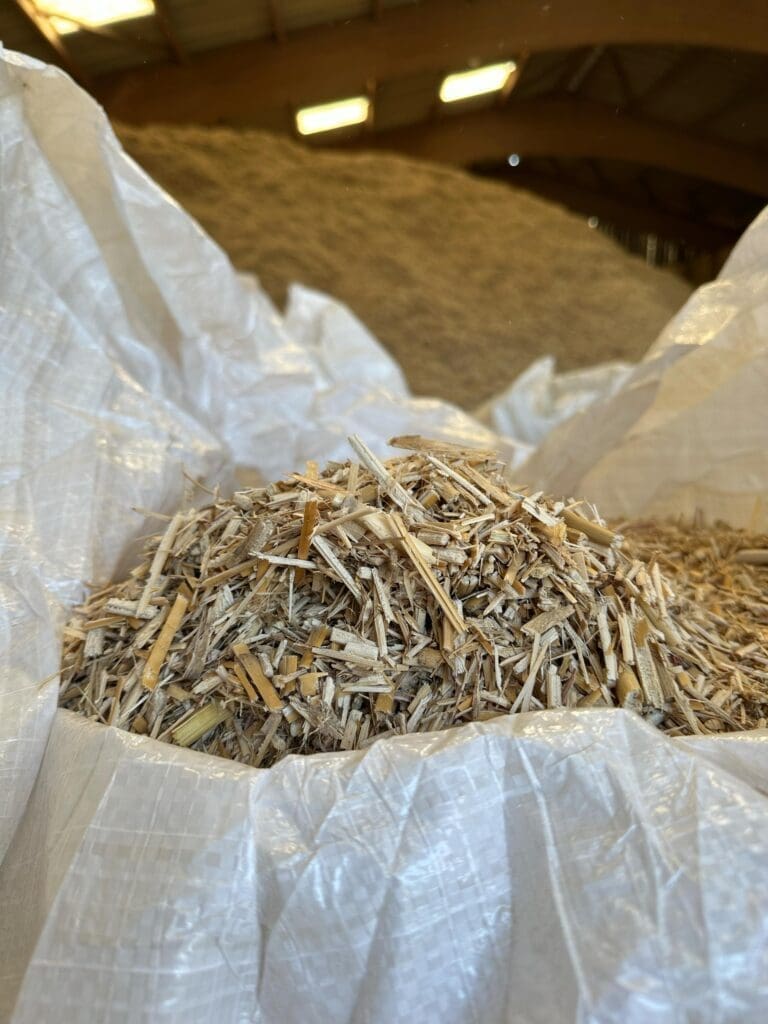 Paillage de Miscanthus ornemental