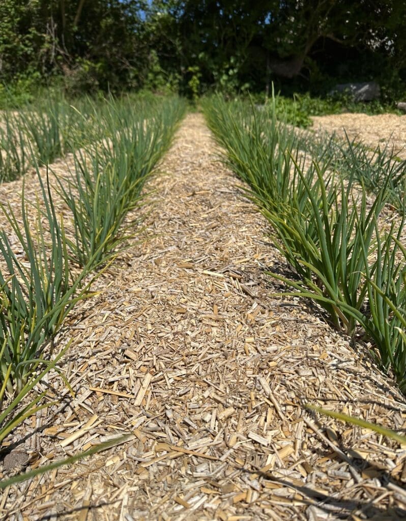 Utilisation comme paillage horticole